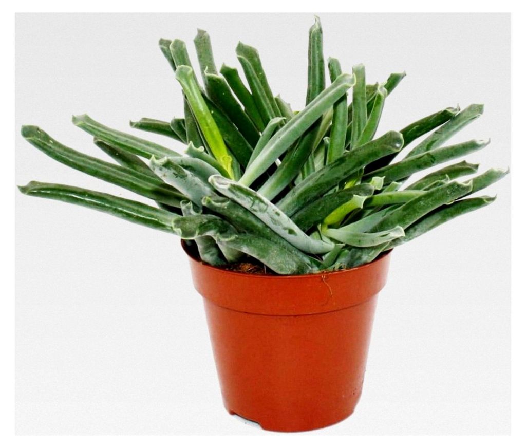 Cotyledon "Elefantenrüssel" - Sukkulente - im 12 cm Topf