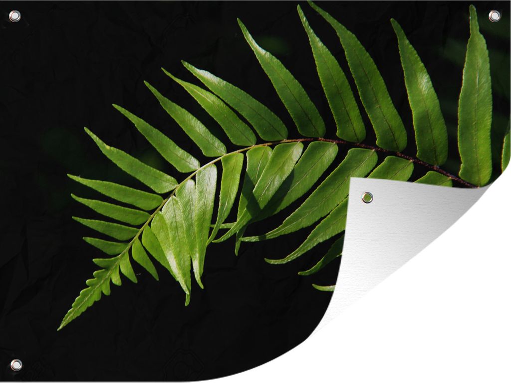 MuchoWow 40x30 cm Outdoor-Poster Gartendeko Sichtschutz Garten Poster für den Garten Nahaufnahme eines Farnblatts vor einem schwarzen Hintergrund