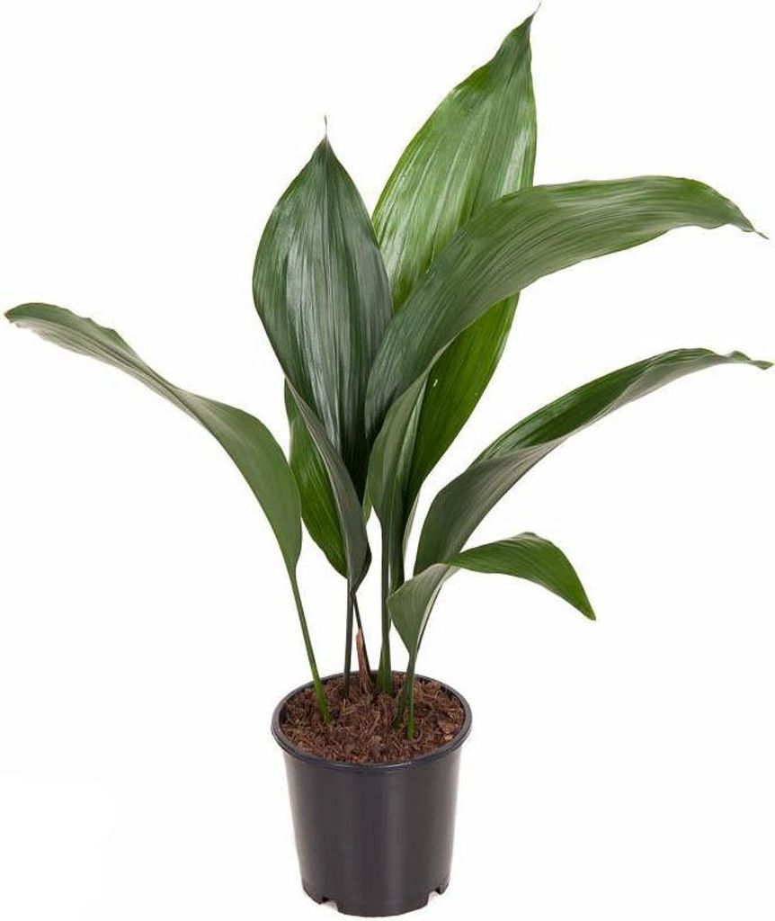 Schusterpalme Aspidistra elatior – Zimmerpflanze Ø13cm – ca. 50cm hoch – Pflegeleichte Grünpflanze für Wohnzimmer & Büro – Immergrün &...