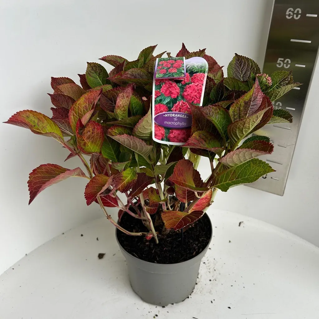 Hortensia Royal Red : Réveillez votre jardin avec ce rouge intense