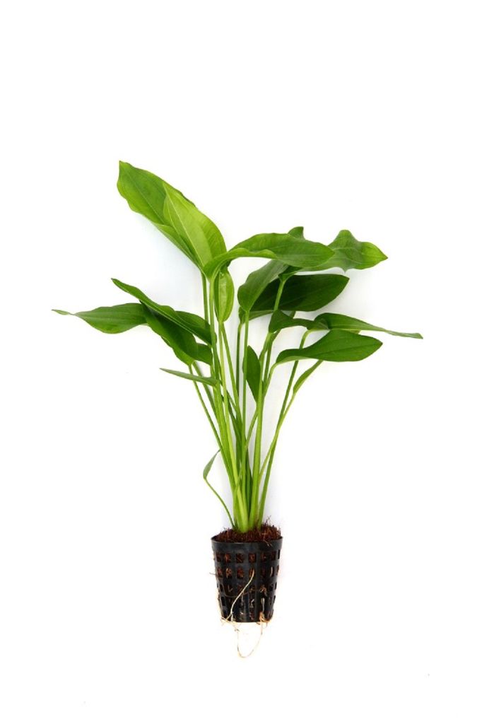 Wasserpflanze Echinodorus argentinensis Produktbild 