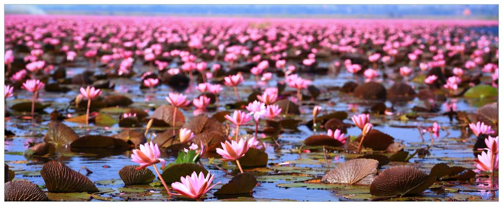 Wallario Premium Glasbild, freischwebende Optik, kräftige Farben, Größe 125 x 50 cm Motiv Seerosenlandschaft mit rosa Blüten