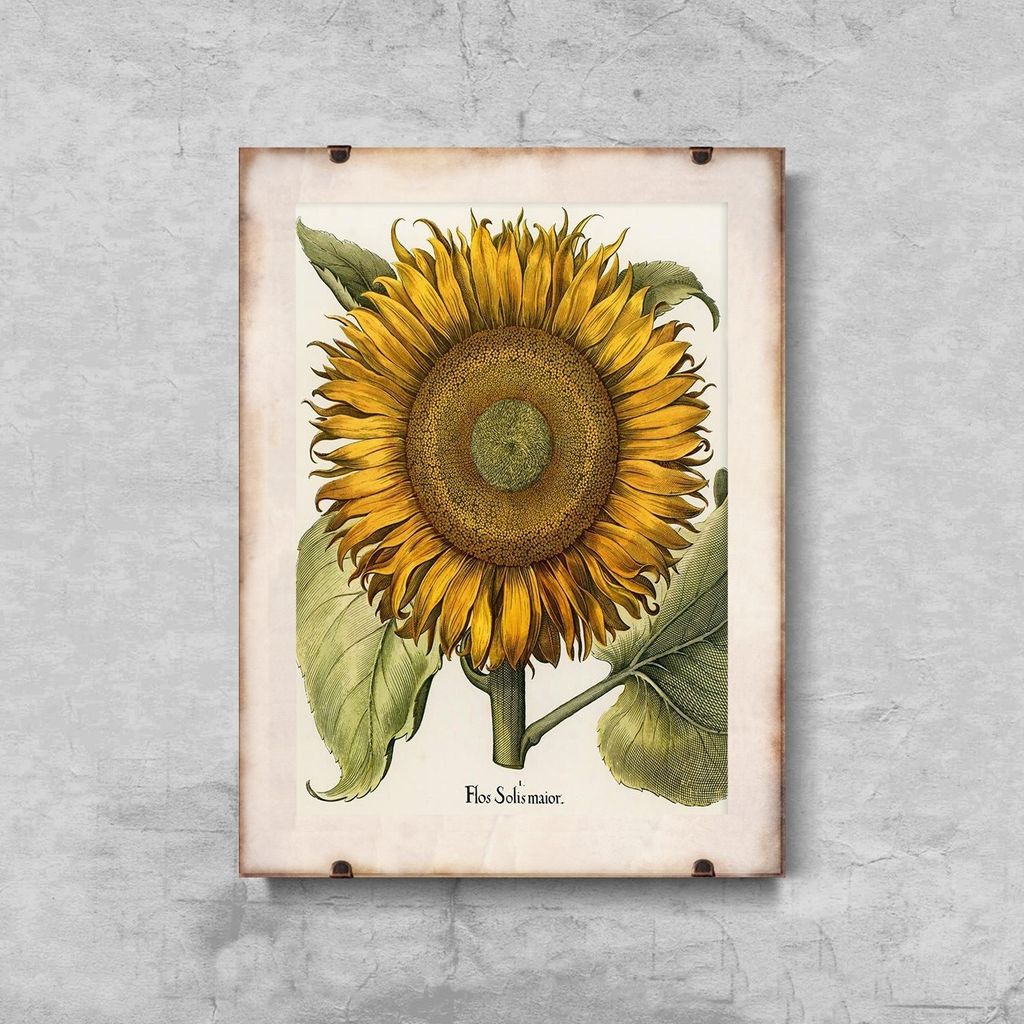 Poster - Canvas - Leinwand - 42 cm x 59,4 cm - Botanischer Druck Sonnenblume