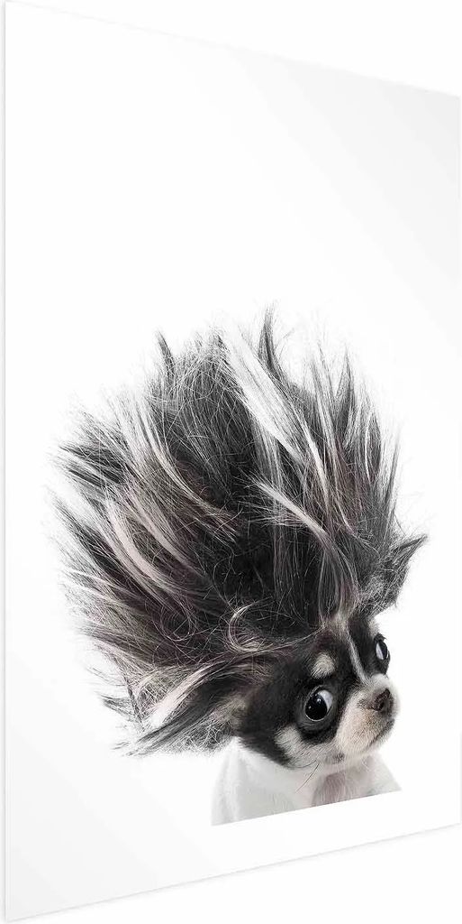 Posterpapier Poster - Chihuahua 60x90 cm Für Kinder g-B-0099-ao-a