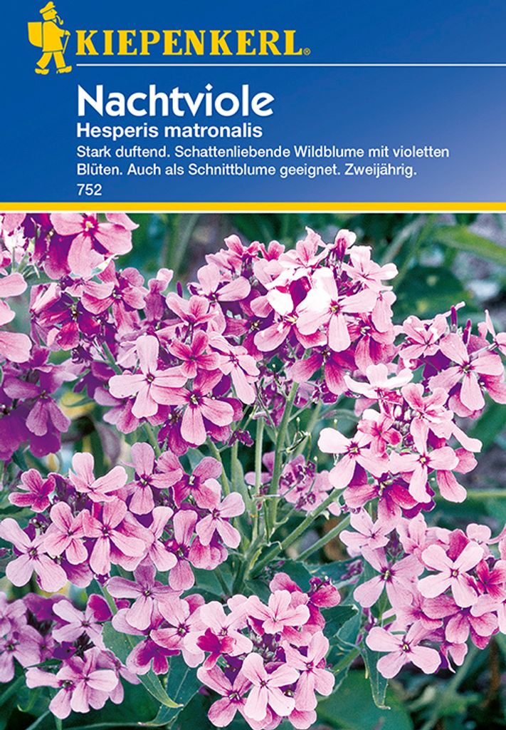 Nachtviole | Blumensamen von Kiepenkerl Produktbild 