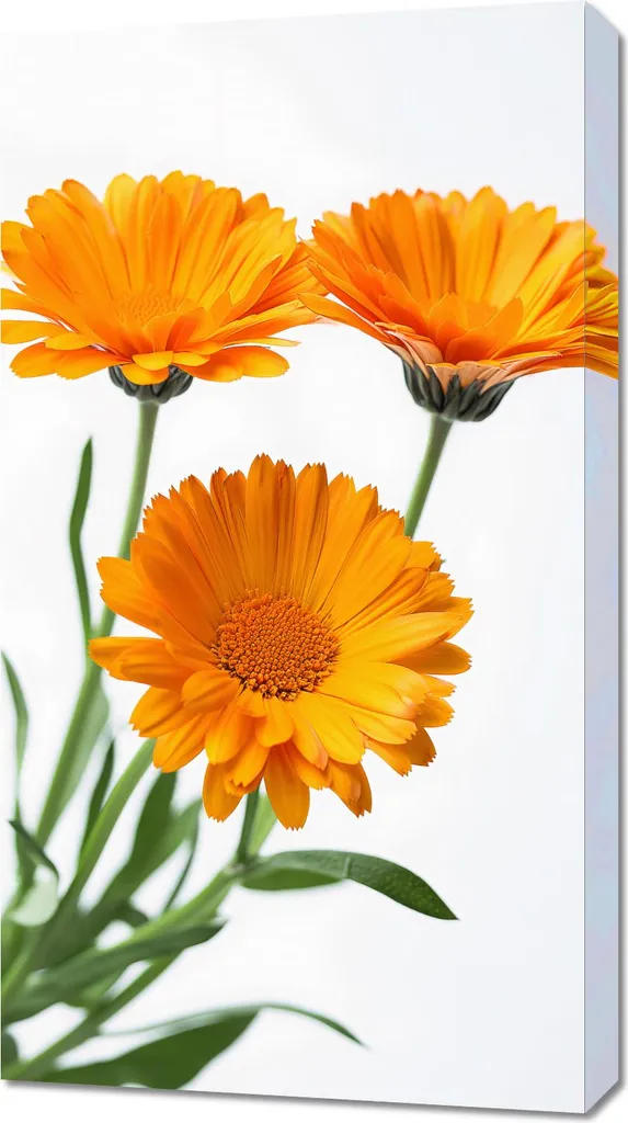 Quadro 50x90 cm Calendule solari