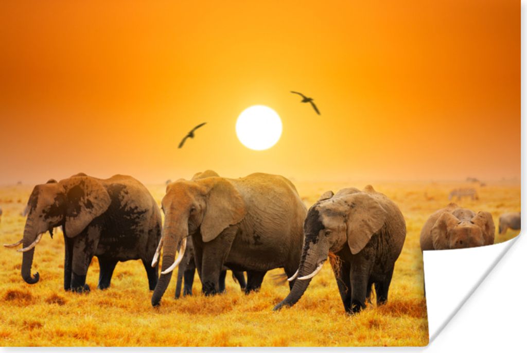 MuchoWow Poster Elefant - Vogel - Orange 180x120 cm - Fotoplakat