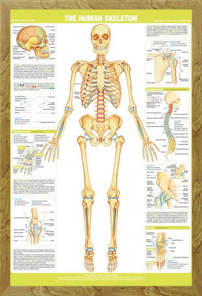 Poster Éducatif Squelette Chartex sous Cadre Amovible Shinsuke en Chêne
