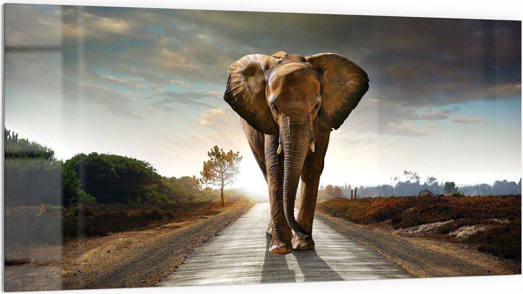 DEQORI Küchenrückwand Glas 100x50 cm 'Elefant auf Asphalt' Spritzschutz Bad Rückwand