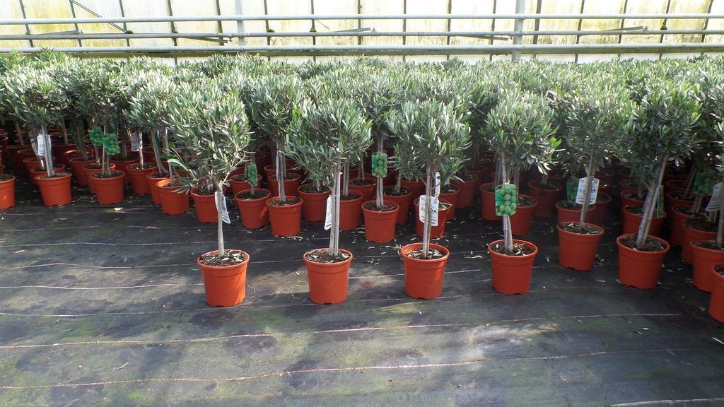 Olivenbaum Stamm Olive 80 - 100 cm hoch, beste Qualität, Produktbild 