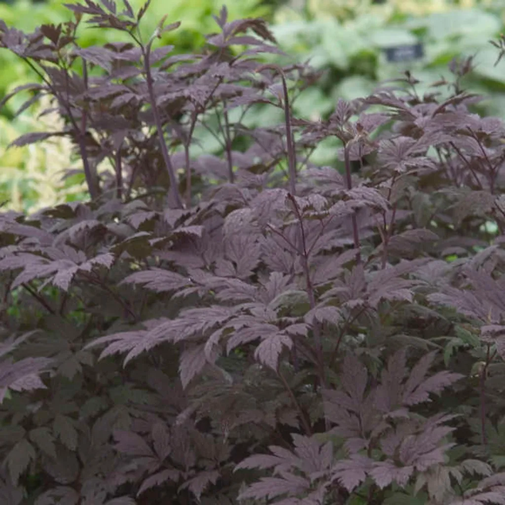 6x Actaea simplex Black Beauty in Vaso 9cm | Piante da Ombra Profumate