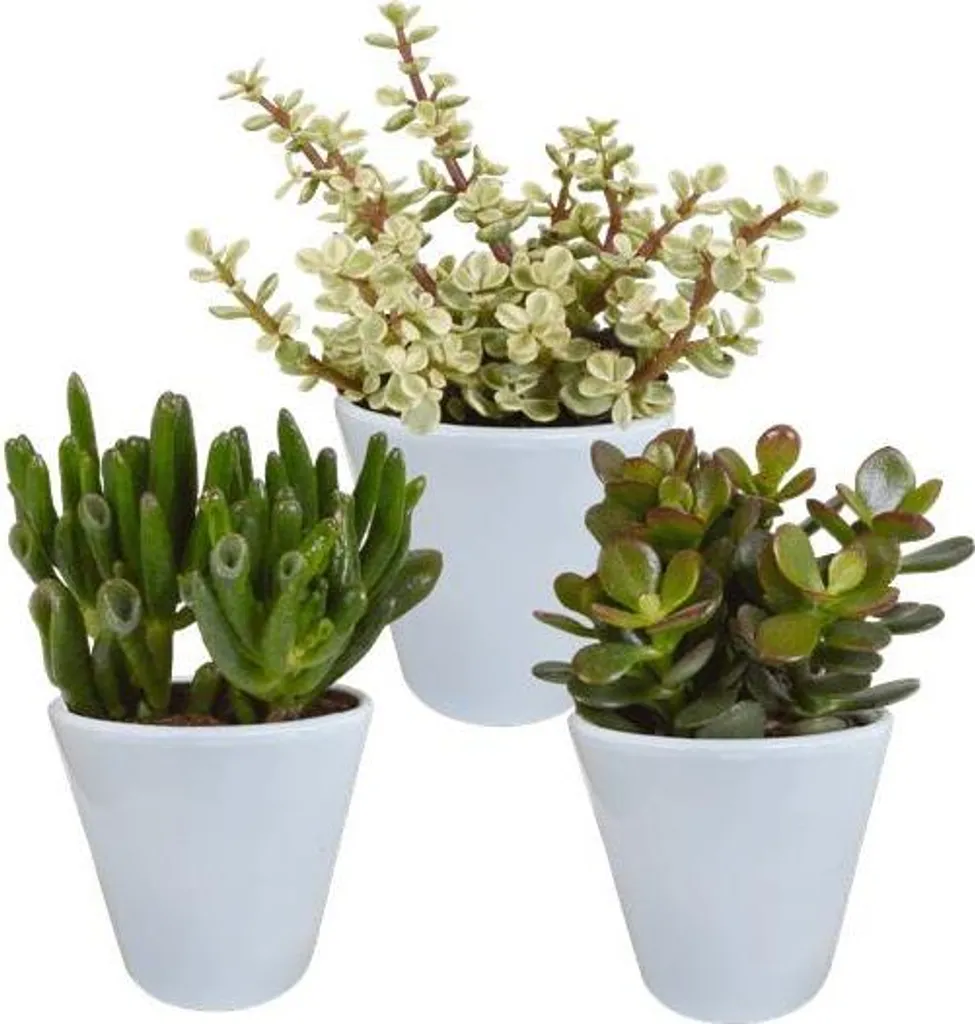 Plantes d'intérieur increvables, lot de 3 succulentes Ø 8,5 cm