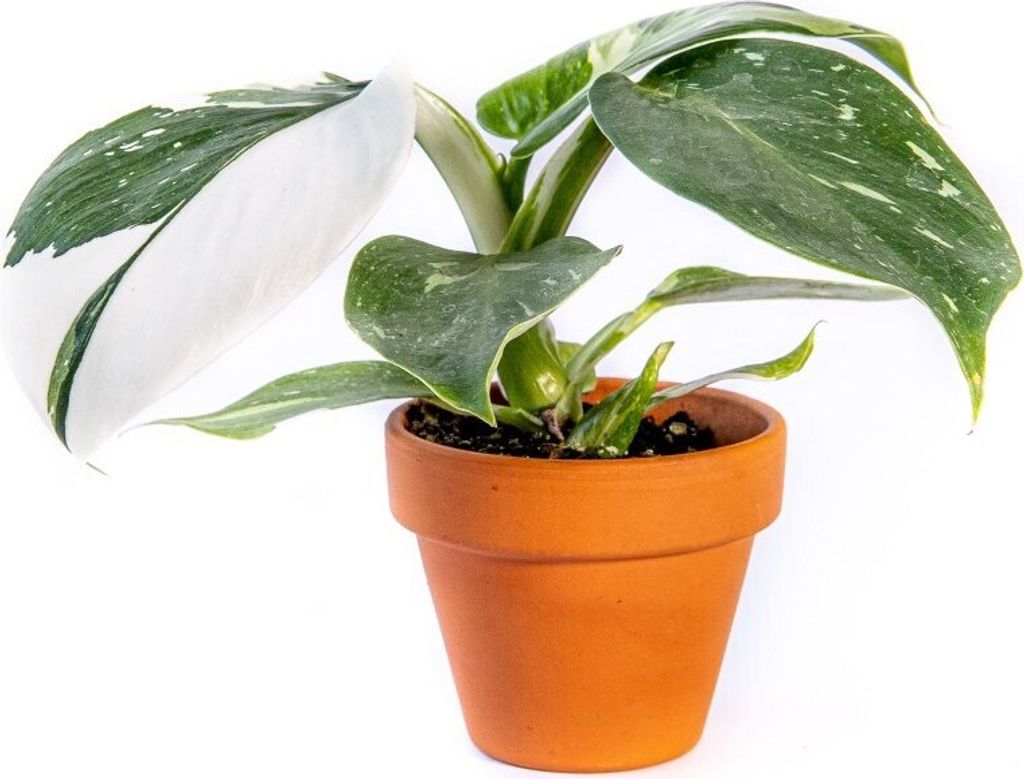 Gardners Philodendron White Princess, priemer 6 cm Obrázok produktu 