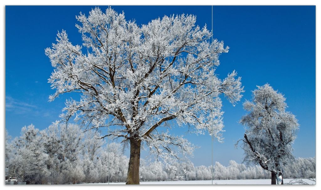Wallario Herdabdeckplatte aus Glas, Größe 90 x 52 cm 3-teilig, Motiv Schneebedeckter Baum mit blauen Himmel
