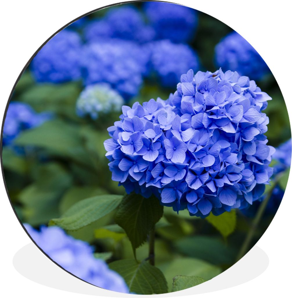 MuchoWow Aluminium Wandkreis Nahaufnahme blaue Hortensienblüten Ø 60 cm Wanddeko Modern Wohnzimmer - Wand Kreis - Wandbild - Schlafzimmer - Alu...