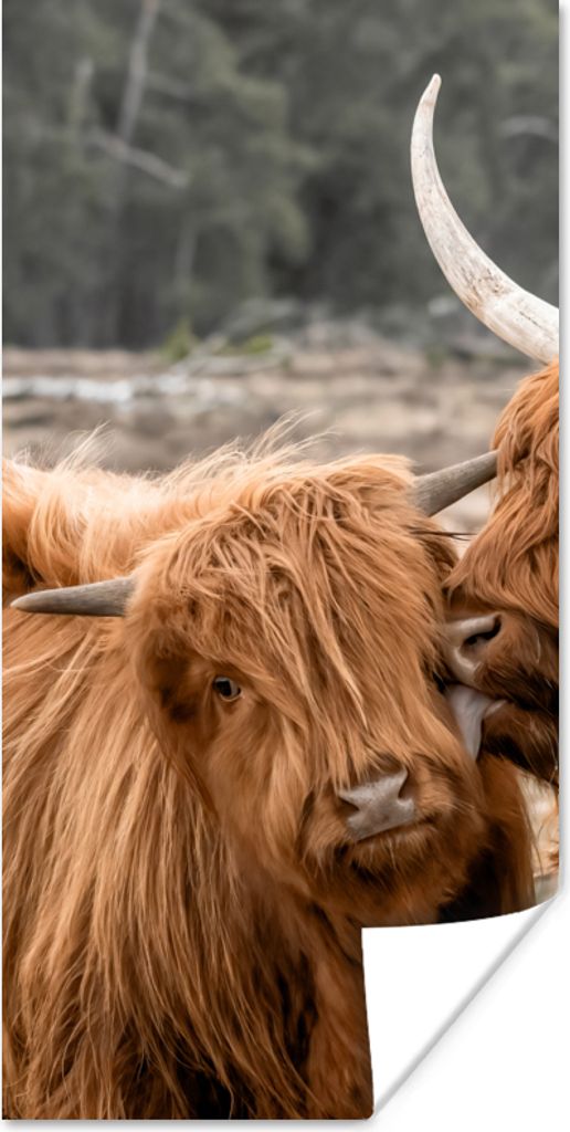 MuchoWow Poster Schottischer Highlander - Liebe - Porträt 75x150 cm - Dekoration für die Wände