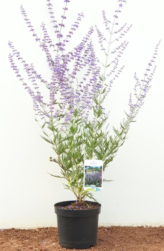 Perovskia atriplicifolia 'Blue Spire', Silberstrauch, blau, Produktbild 