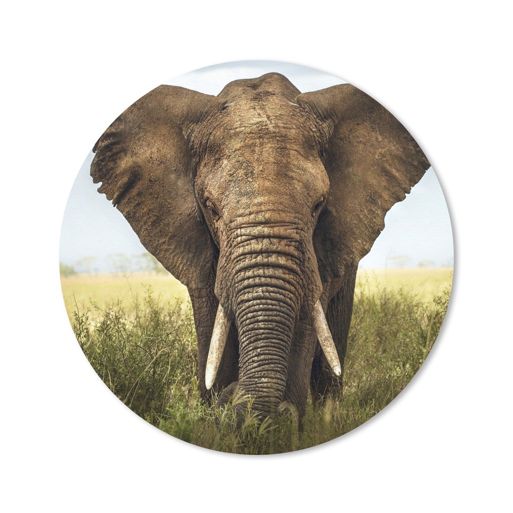 MuchoWow Mauspad Mousepad Elefant - Gras - Tiere - Natur 30x30 cm - Mousepads - Maus Mat - Pad - Mausunterlage - Tischunterlage - Schreibtischmatten