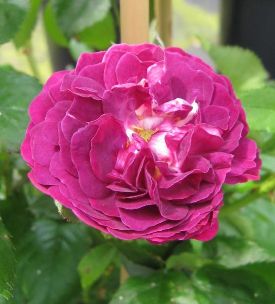 Kletterrose Bleu Magenta - Rosa Bleu Magenta - Ramblerrose - fast stachellos