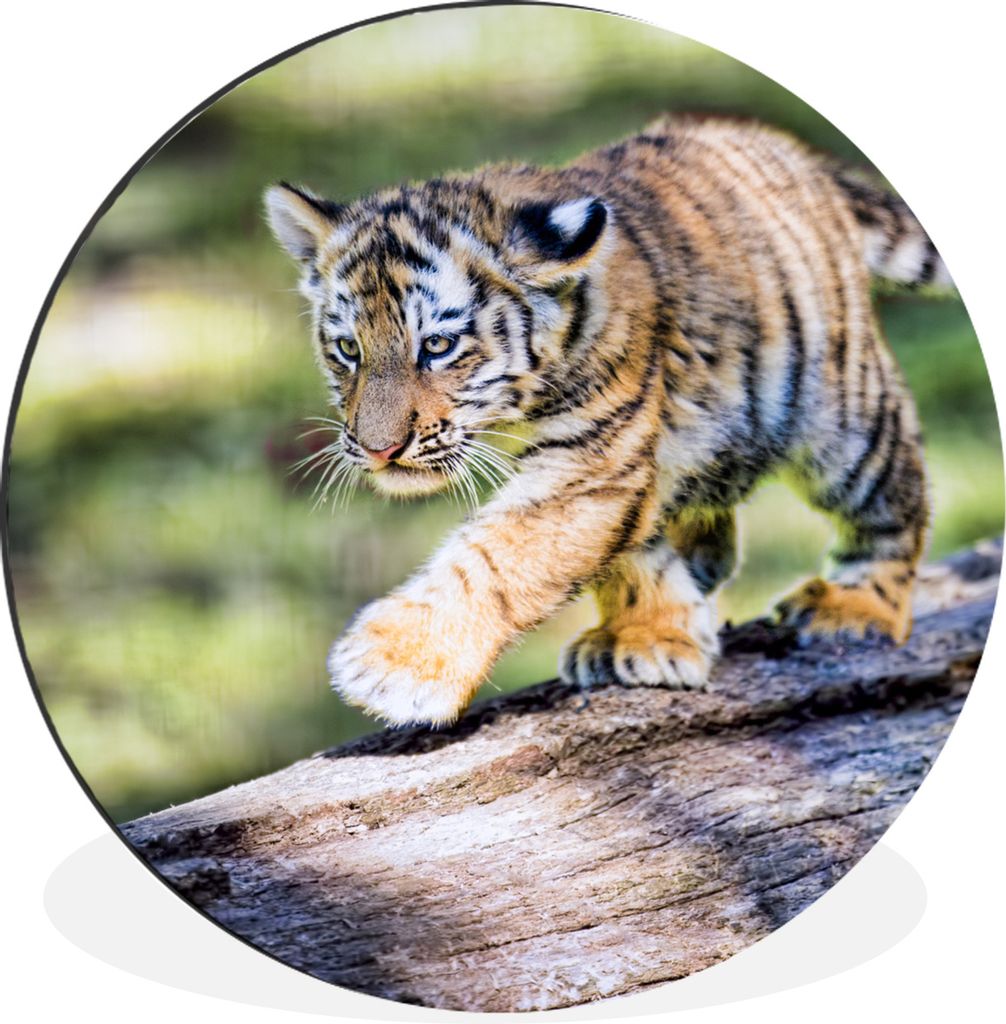 MuchoWow Aluminium Wandkreis Junger Tiger läuft auf einem Baumstamm Ø 30 cm Wanddeko Modern Wohnzimmer - Wand Bild - Wohnzimmer - Runde Bilder ...