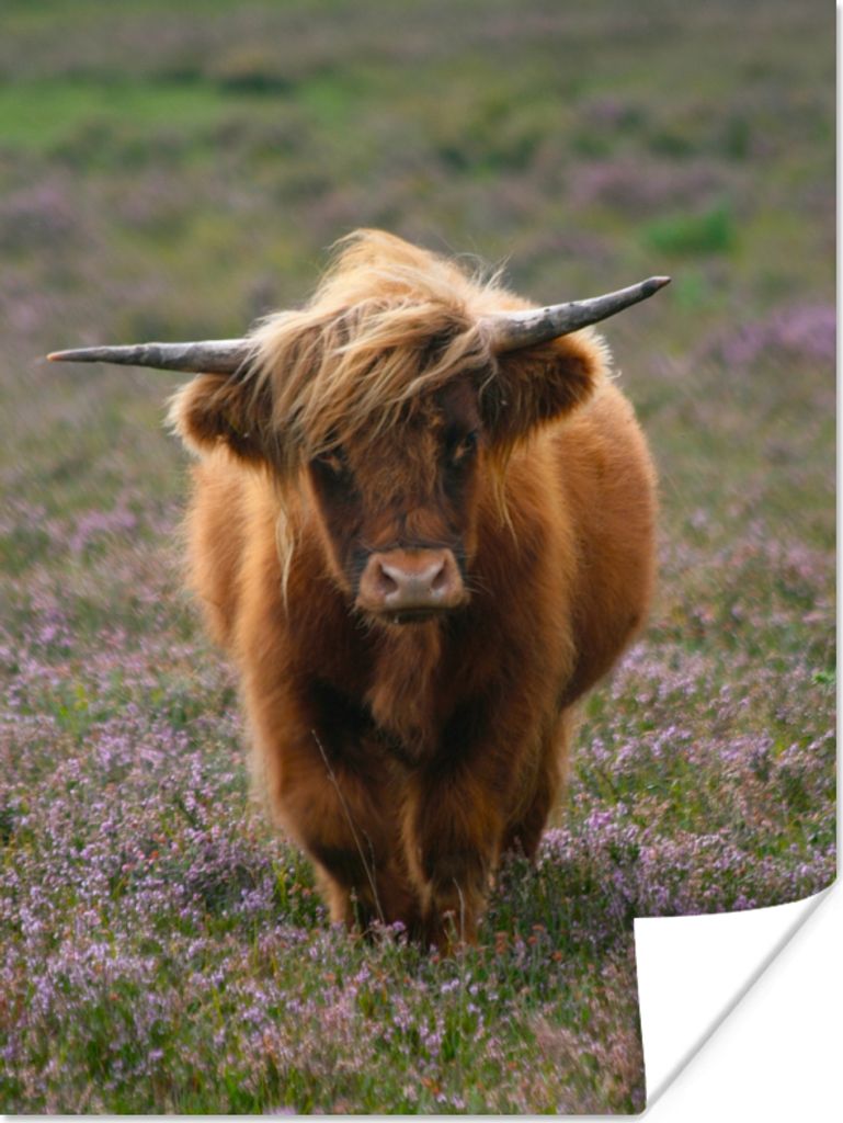MuchoWow Poster Schottische Hochlandbewohner - Heidelandschaft - Tiere 90x120 cm - Wohnzimmer