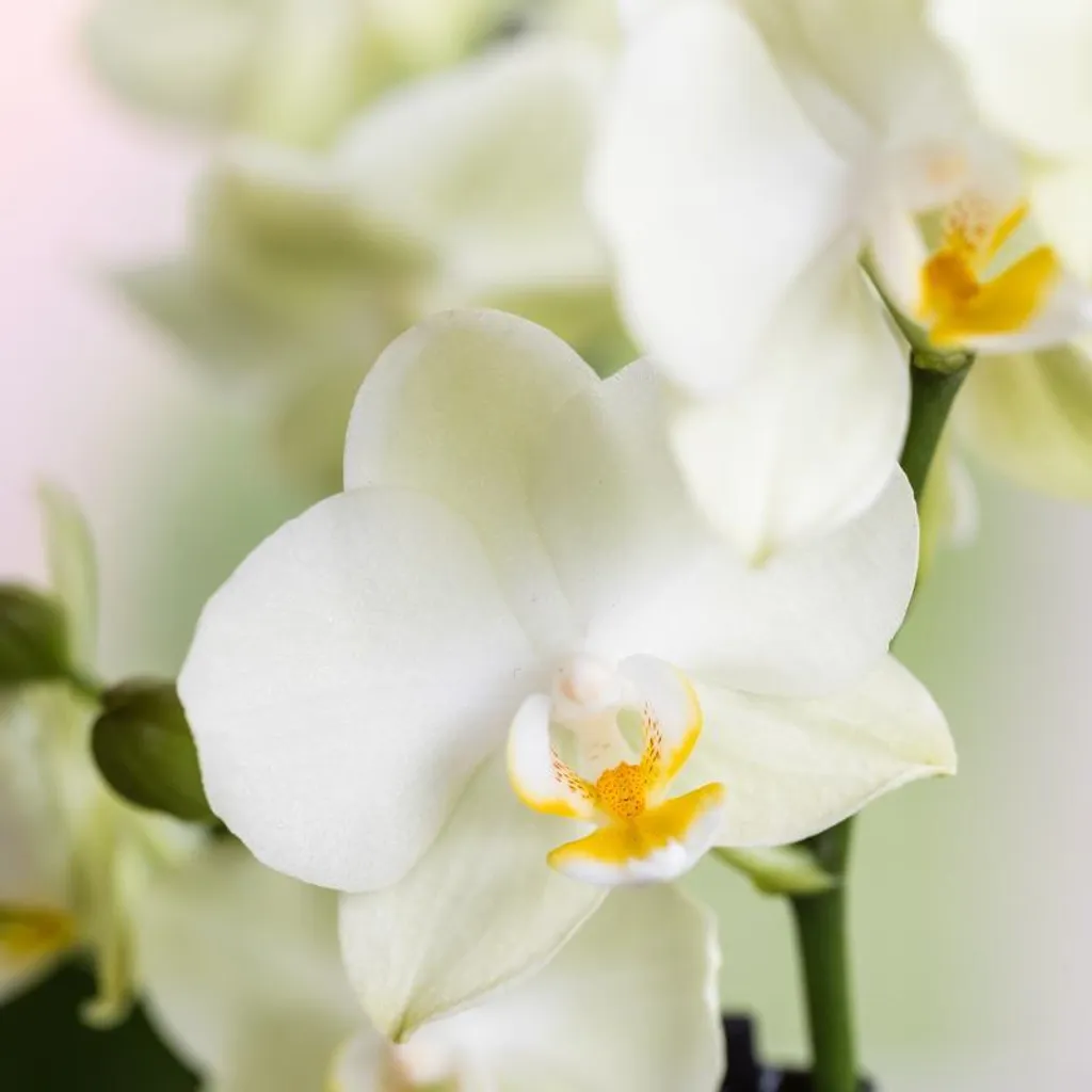 Orchidées blanches Lausanne en lot de 2 avec cache-pots pour table - 2