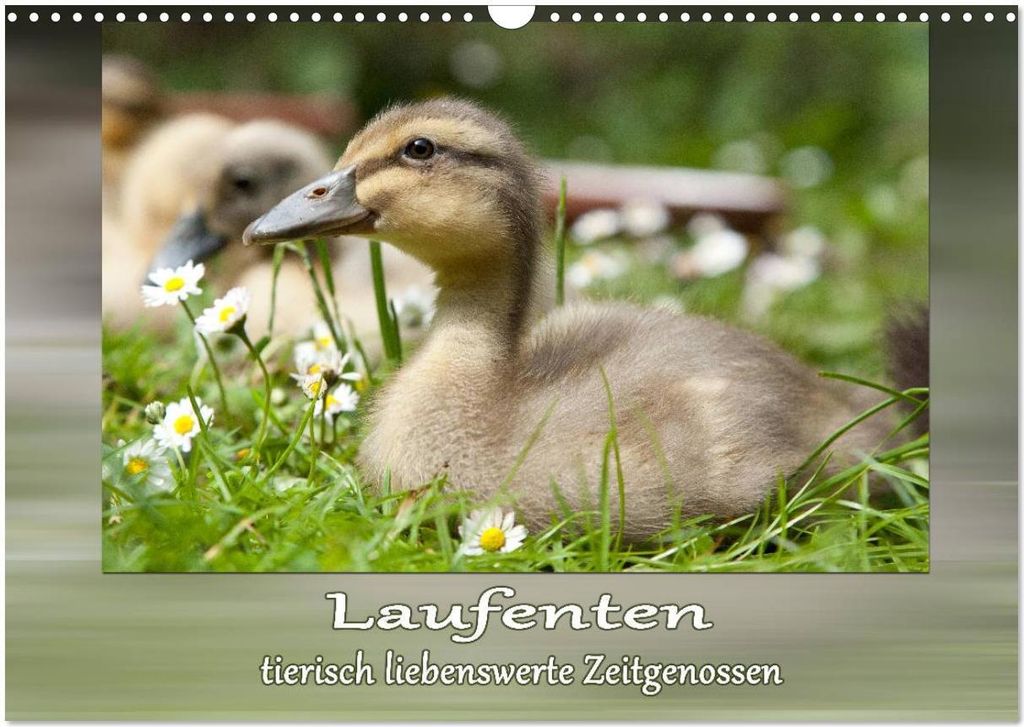 Laufenten - tierisch liebenswerte Zeitgenossen (Wandkalender 2026 DIN A3 quer), CALVENDO Monatskalender