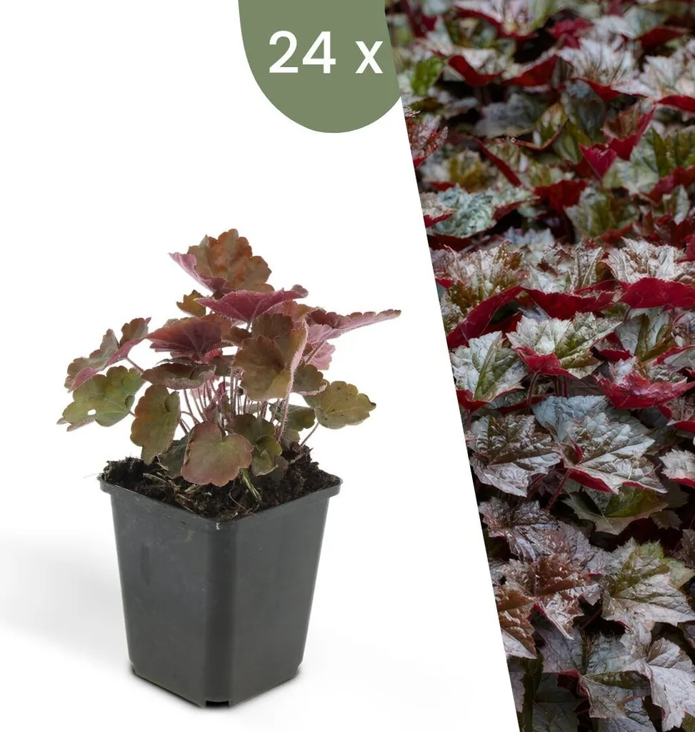 Heuchère pourpre Palace Purple : 24 vivaces rustiques anti-mauvaises herbes