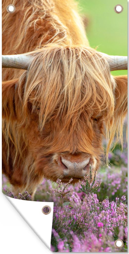 MuchoWow 30x60 cm Outdoor-Poster Gartendeko Sichtschutz Garten Poster für den Garten Schottischer Highlander - Lila - Blumen