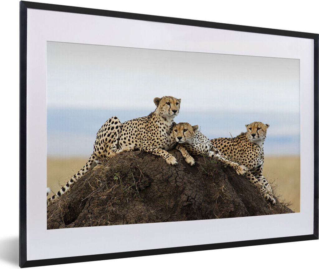 MuchoWow Gerahmtes Poster Drei Geparden auf einem Aussichtshügel 60x40 cm - Poster mit Schwarzem Bilderrahmen Wandposter Rahmen Foto Bilder - Sc...