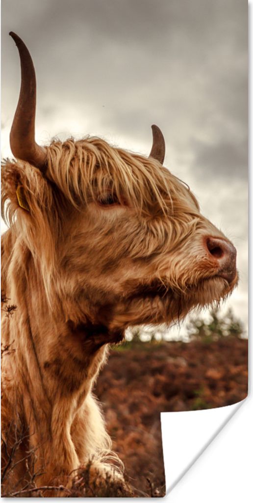 MuchoWow Poster Scottish Highlander - Strauch - Heidekraut 60x120 cm - Wandschmuck