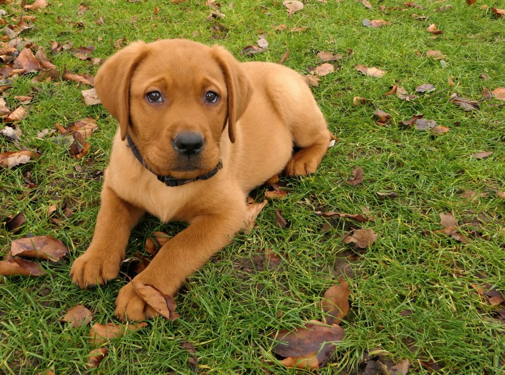 CALVENDO Puzzle Labradorwelpe liegt im Gras zwischen herbstlichen Blättern 2000 Teile Puzzle quer | 2000 Teile Lege-Größe 90x67cm Foto-Puzzle f...