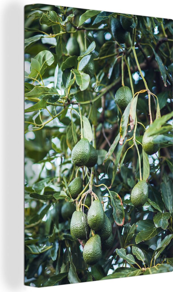 OneMillionCanvasses - Leinwandbilder - 90x140 cm, Avocados am Baum, Wandbilder Kunstdruck Wanddekoration - Foto auf Leinwand - Gemälde auf Holzr...