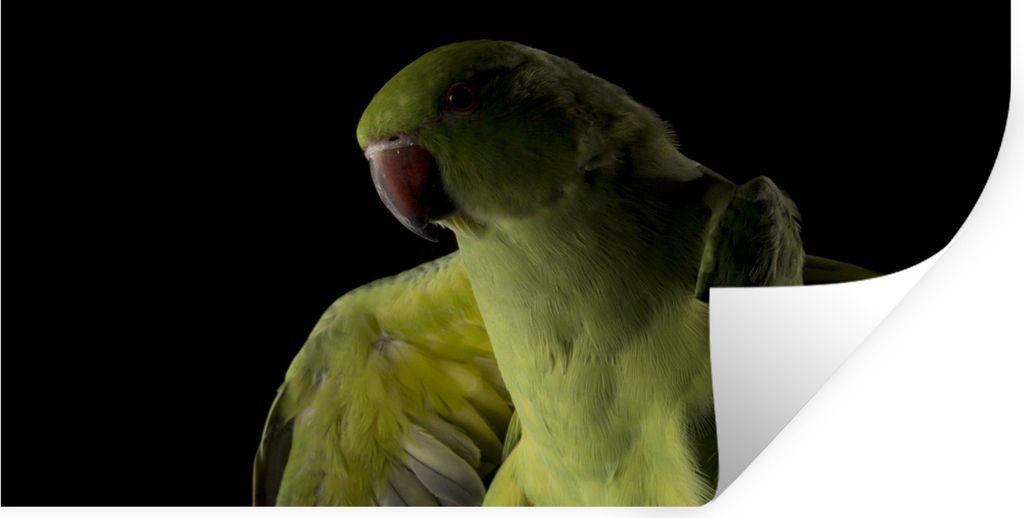 MuchoWow Wandtattoo Wandsticker Wandaufkleber Papagei - Vogel - Zweig 120x60 cm Selbstklebend und Repositionierbar