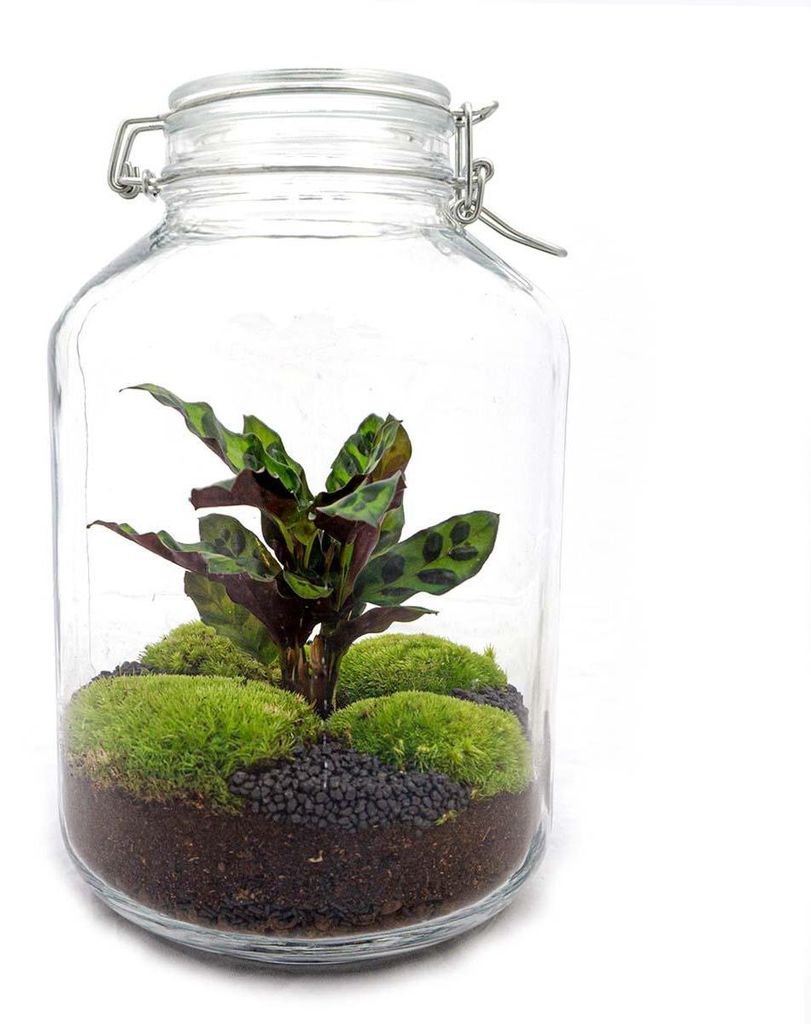 Flaschengarten "Mason Jar" DIY-Pflanzenterrarium 28 cm hoch mit Calathea-Pflanze Korbmaranthe