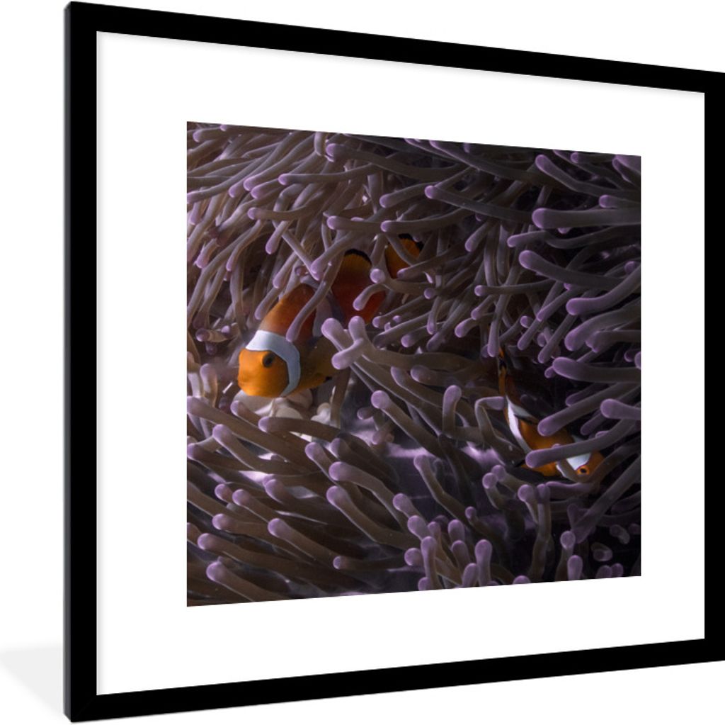 MuchoWow Gerahmtes Poster Clownfisch versteckt zwischen Seeanemonen 40x40 cm - Poster mit Schwarzem Bilderrahmen Wandposter Rahmen Foto Bilder - ...