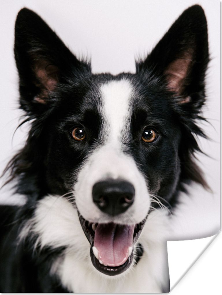 MuchoWow Poster Fröhlicher Border Collie 60x80 cm - Schlafzimmer Dekoration