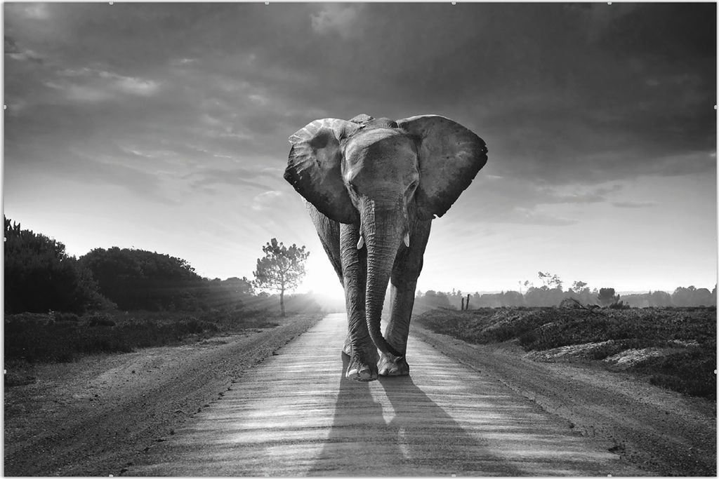 Wallario Wandbild Elefant bei Sonnenaufgang in Afrika schwarzweiß, Größe: 61 x 91,5 cm, Poster mit rahmenlosen Bildhalter