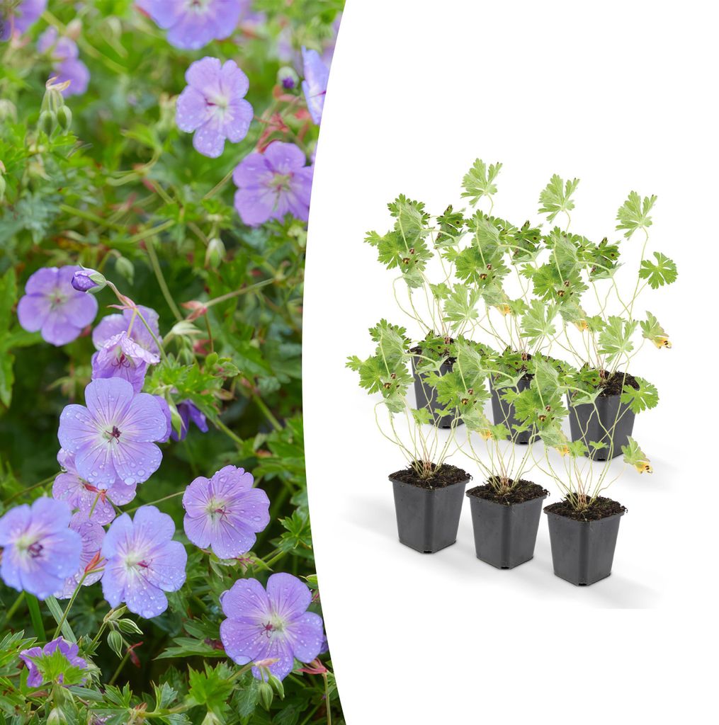 Půdopokryvné rostliny – geranium – Geranium 'Rozanne' – 9cm Obrázek produktu 