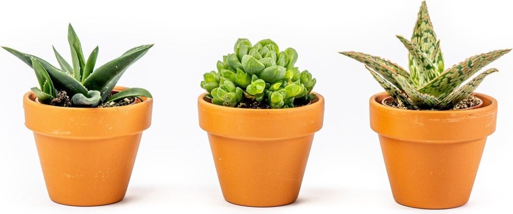 Gardners Aloe mix, priemer 6 cm Obrázok produktu 