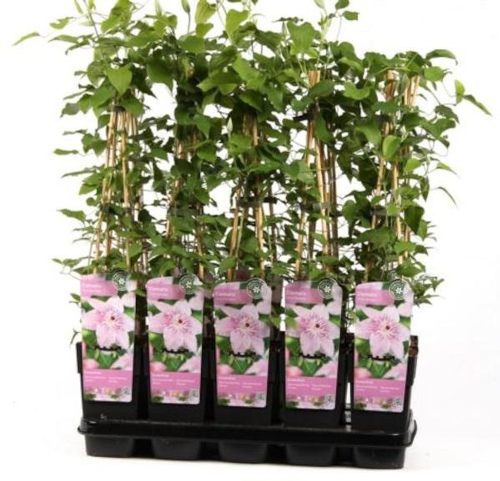 Clematis Pink Fantasy 60-80 cm Popínavé rostliny Obrázek produktu 