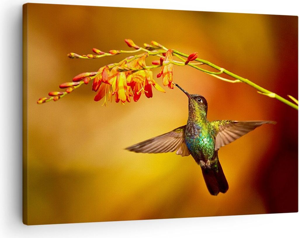 Bild auf Leinwand - Leinwandbild - Kolibri Vogel Sommer - 70x50cm - Wand Bild - Wanddeko - Leinwanddruck - Bilder - Kunstdruck - Wanddekoration - L...