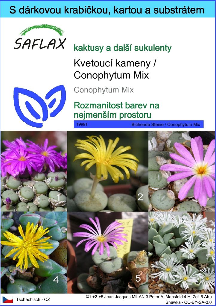 SAFLAX Dárková sada - Kvetoucí kameny / Conophytum Mix - Obrázek produktu 