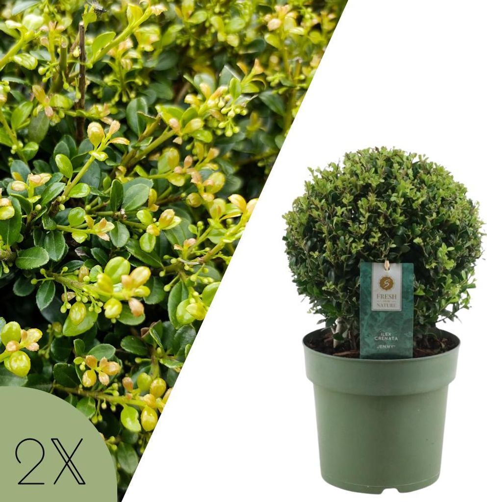 Japanische Stechpalme, Kugelform, Set mit 2 Pflanzen, Ilex crenata Jenny, winterharte Gartenpflanze