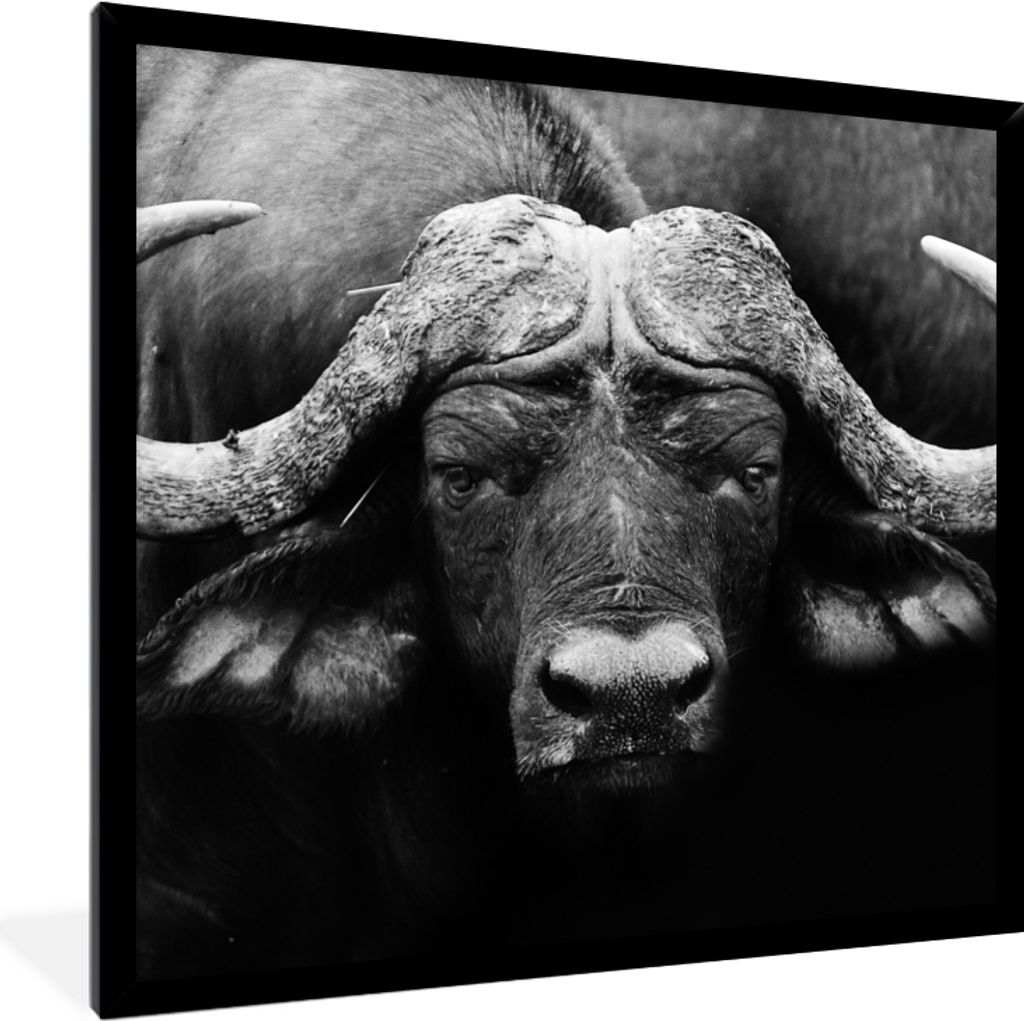MuchoWow Gerahmtes Poster Tiere - Büffel - Schwarz - Weiß - Porträt 40x40 cm - Poster mit Schwarzem Bilderrahmen Wandposter Rahmen Foto Bilder...