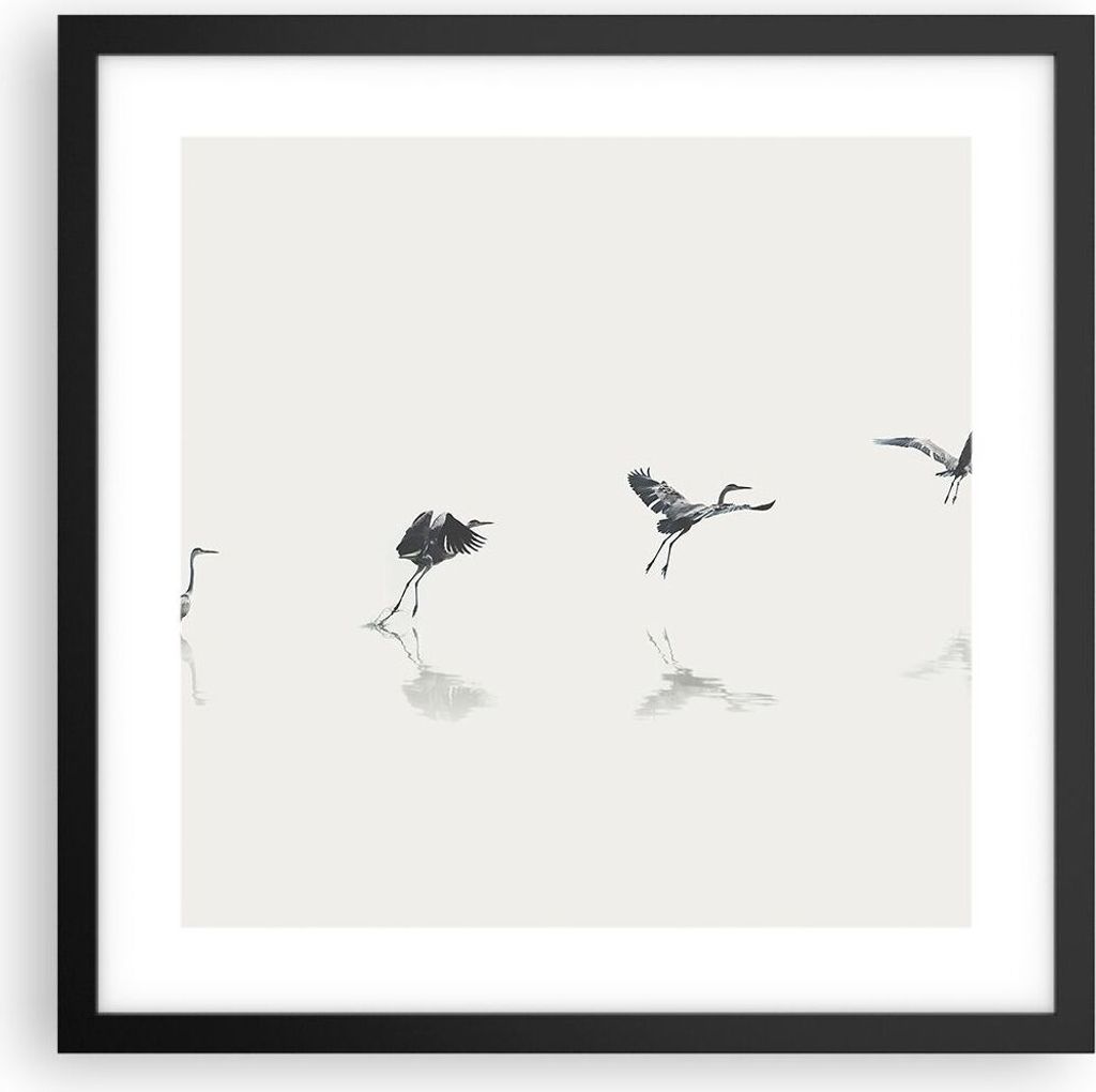 Gerahmtes Poster - Schwarzer Rahmen - Flug Vogel Reiher - 40x40 cm - Wand Bild - Wanddeko - Wandbilder - Kunstposter - Wandposter - Bilderrahmen - ...