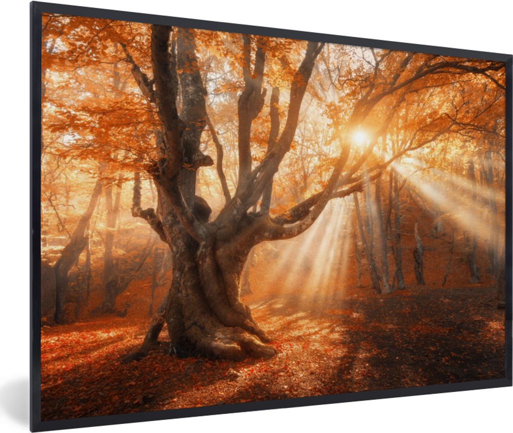 MuchoWow Gerahmtes Poster Baum - Natur - Herbst 90x60 cm - Poster mit Schwarzem Bilderrahmen Wandposter Rahmen Foto Bilder - Fotorahmen - Foto-Pl...