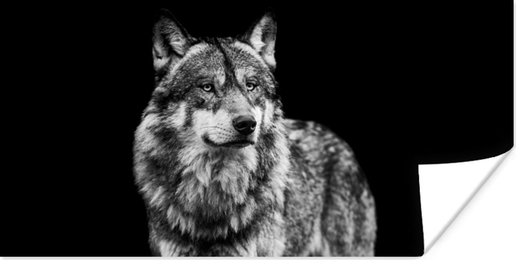 MuchoWow Poster Wolf - Tiere - Wild - Schwarz - Weiß 120x60 cm - Bild