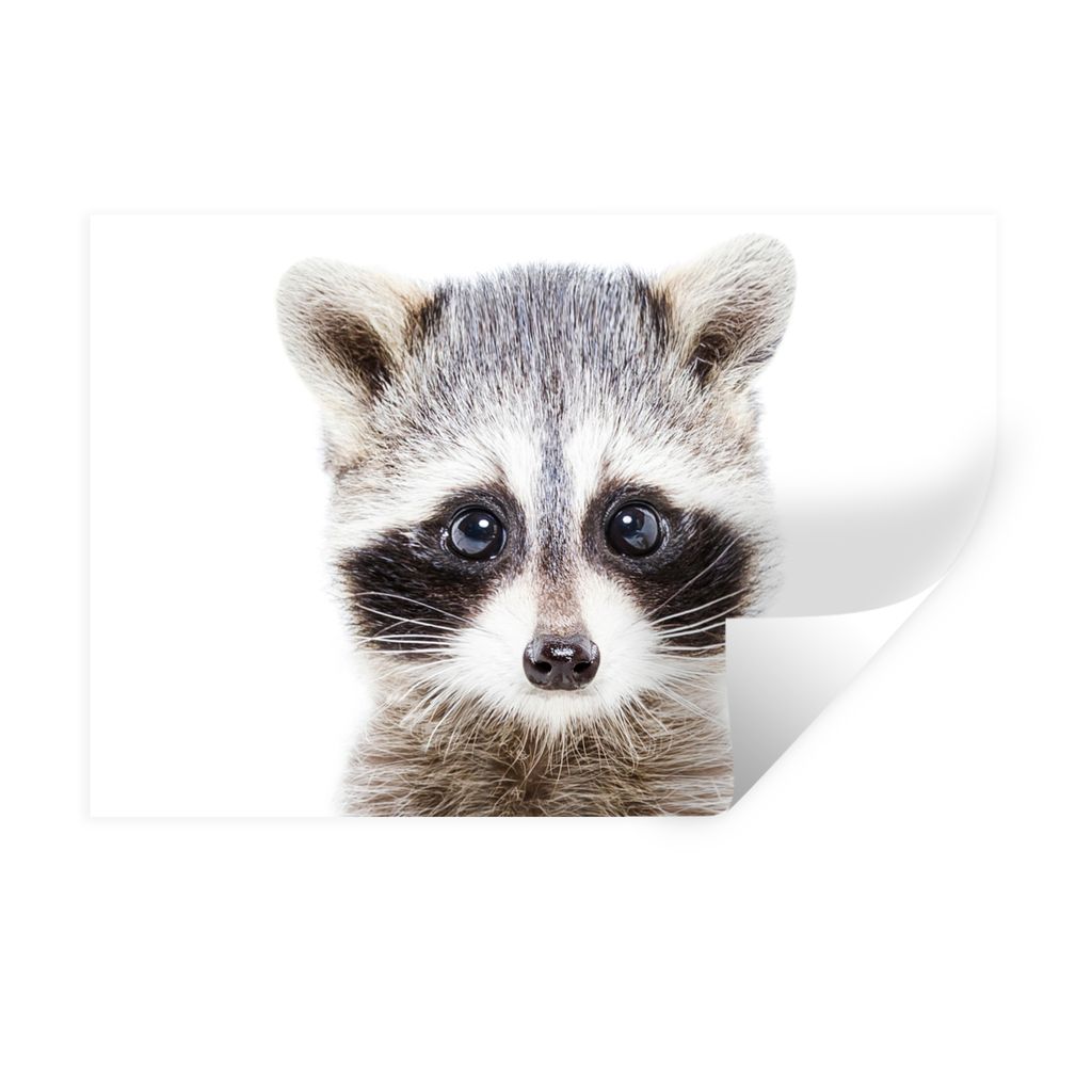 MuchoWow Wandtattoo Wandsticker Wandaufkleber Waschbär - Tiere - Natur - Weiß 60x40 cm Selbstklebend und Repositionierbar - Wierderverwendbar -...