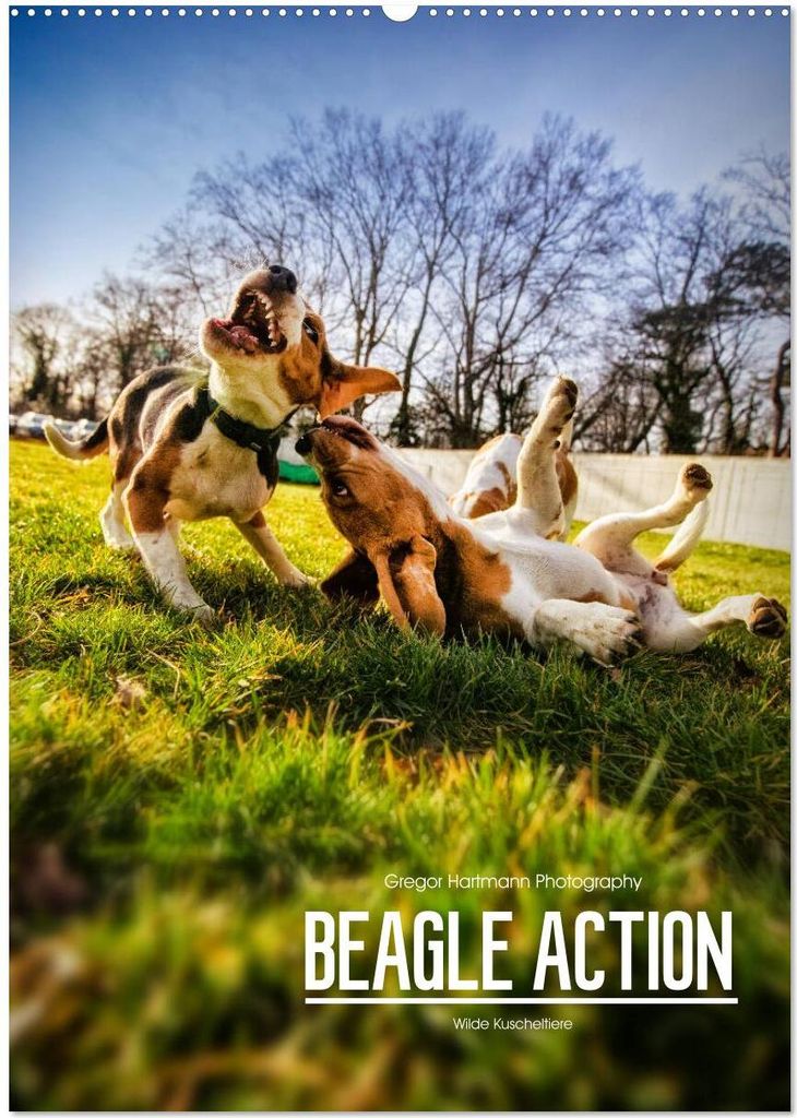 Beagle Action - Wilde Kuscheltiere (Wandkalender 2026 DIN A2 hoch), CALVENDO Monatskalender